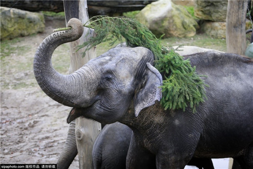 320名圣誕老人集體沖浪？八一八圣誕節(jié)奇聞趣事