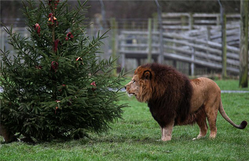 320名圣誕老人集體沖浪？八一八圣誕節(jié)奇聞趣事